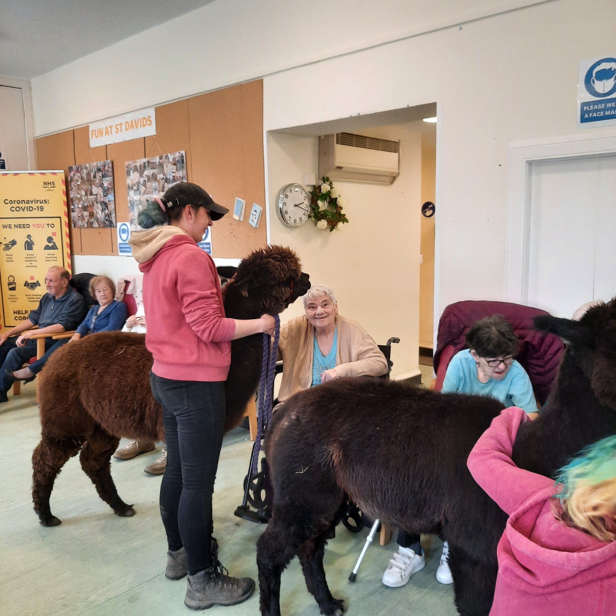 A picture of Llamas visiting a day care centre for the elderly